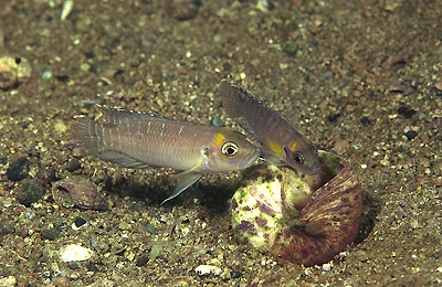 Neolamprologus brevis 'Mzwema'